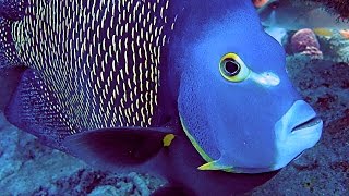 Best Of Bonaire HD  24 Boat Shore amp Wreck Scuba Dives  Macro Wide Angle Fish amp Creatures 2 [upl. by Yreme455]