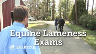 Equine Lameness Exams [upl. by Klusek]