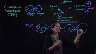 Conjugación bacteriana [upl. by Ajnot]