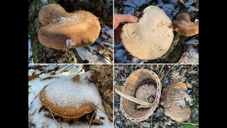 Januar amp Februar 2019 Birkenporlinge Fomitopsis betulina [upl. by Revned]