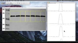 ImageJ tutorial Band Intensity [upl. by Nylrad]