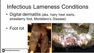 Preventing Lameness in Dairy Cattle [upl. by Rednijar]