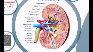 AOAnatomieHarnsystem [upl. by Oyek52]