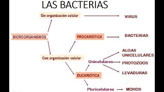 INTRODUCCIÓN A LA MICROBIOLOGÍA  Las bacterias [upl. by Packton]