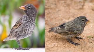 Darwins Finches Evolution for 5th Graders [upl. by Giaimo230]