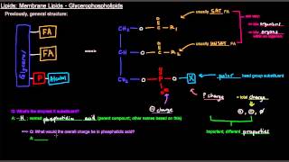 Lipids Part 6 of 11  Membrane Lipids  Glycerophospholipids [upl. by Prescott]