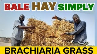 How To BALE Brachiaria Grass Hay SIMPLY [upl. by Enahpets261]