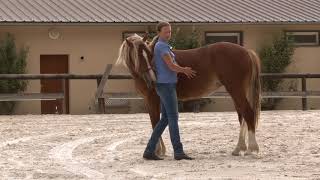 How to teach a young horse to quotYield the Hindquartersquot [upl. by Tisdale]