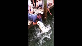 Fish Grabs Mans Arm THE Original Video  Tarpon Smackdown [upl. by Ursula]