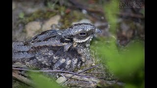 European Nightjar [upl. by Eeclehc]