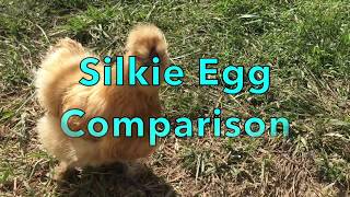 Silkie Chicken Egg Comparison [upl. by Yliab600]