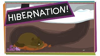 What is Hibernation  Hibernation For Kids [upl. by Mali]