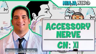 Neurology  Accessory Nerve Cranial Nerve XI [upl. by Attennek]