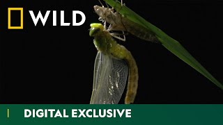 From Nymph to Wings The Dragonfly Life Cycle  Asia’s Weirdest  National Geographic Wild UK [upl. by Belford]