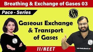 Breathing and Exchange of Gases  03  Gaseous Exchange and Transport of Gases  Class 11 NEET [upl. by Eelyrag]