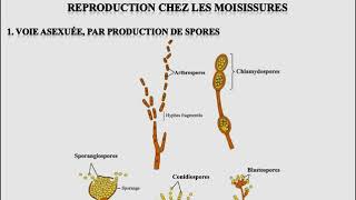 L1SA  Cours de Microbiologie Générale  Mycologie [upl. by Enoved]