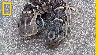 A Stubby TwoHeaded Snake Guess Again  National Geographic [upl. by Carew]