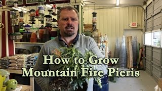 How to grow Mountain Fire Pieris with a detailed description [upl. by Debbra135]