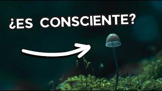 ¿Los Hongos Son Conscientes [upl. by Ardnoet603]