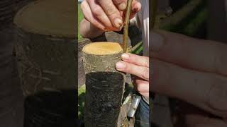 Turning a Bradford pear tree into an edible pear through topworking [upl. by Truman581]