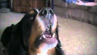 Bernese Mountain Dog Barking [upl. by Ligriv]