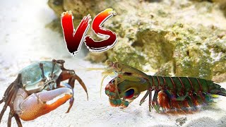 GIANT PET MANTIS SHRIMP VS CRAB EPIC Battle ROYALE [upl. by Falcone]