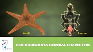 ECHINODERMATA GENERAL CHARECTERS [upl. by Lebatsirhc]