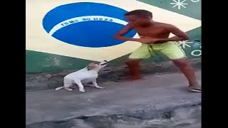 10 horas com Cachorro dançando meme [upl. by Bravar]