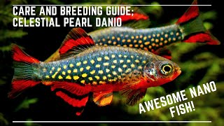 Celestial Pearl Danio Breeding and Care Guide  Galaxy Rasbora  Awesome Nano Fish [upl. by Jacey]