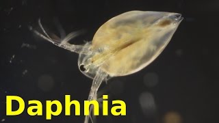 Daphnia [upl. by Elehcar902]