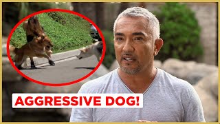 Can I help this AGGRESSIVE Dog  Cesar 911 [upl. by Regdirb]