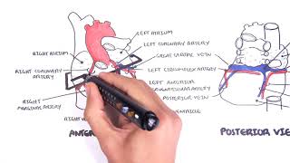 Clinical Anatomy  Cardiac Coronary Vessels left and right coronary artery venous sinus [upl. by Ahsatel]