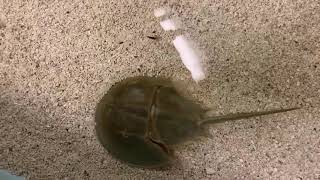 Horseshoe Crab Swimming Upside Down [upl. by Learsiy]