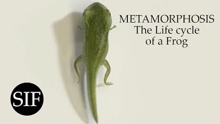 METAMORPHOSIS The Life cycle of a Frog [upl. by Hesler]