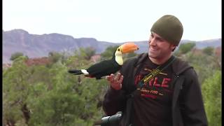 Freeflight Toco Toucan amp Parrots  BirdTricks [upl. by Roice]