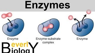 Enzymes and Catalysts [upl. by Cargian307]