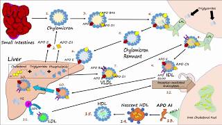 Lipid amp Lipoprotein Processing Part 3  Formation of LDL and HDL [upl. by Yeldah]