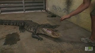 Gator in the Garage  Gator Boys [upl. by Stepha748]