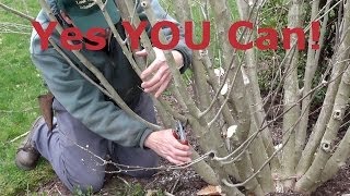 How to Prune Rose of Sharon Hibiscus syriacus [upl. by Sapienza]