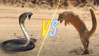 Cobra Snake VS Mongoose [upl. by Yddub]