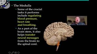 The Medulla Oblongata and Pons [upl. by Seek]