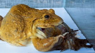 Asian Giant Bullfrog Eats Bird  Bullfrog Live Feeding [upl. by Bush]