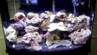 New 36 gallon bow front saltwater aquarium set up Month 1 [upl. by Lemahs490]