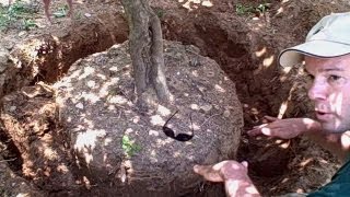 How to Transplant a Tree or Shrub  Newtown CT Landscaper  Landscape Designer [upl. by Curzon64]