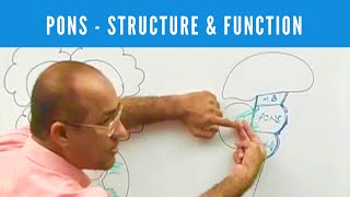 Pons  Structure and Function  Neuroanatomy [upl. by Gilly]