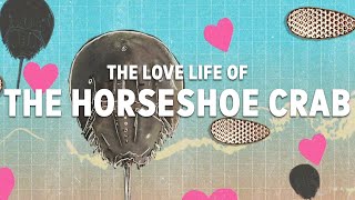 The Love Life of the Horseshoe Crab  A mating ritual 450 million years old  Wild Lives ep 3 [upl. by Egrog701]