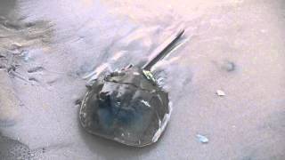 How to flip a horseshoe crab [upl. by Annohsal654]