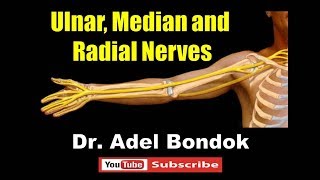 Ulnar Median and Radial Nerves Dr Adel Bondok [upl. by Otxilac]