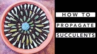 How to Propagate Succulents [upl. by Harriott276]