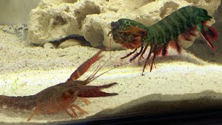 Giant Mantis Shrimp VS Invasive Crayfish  Catch amp Feed [upl. by Caine]